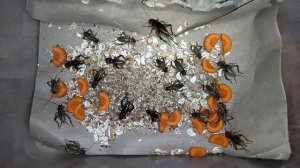 Банановые сверчки - наши питомцы!