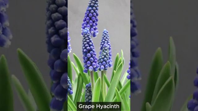 Grape Hyacinth A Beautiful Springtime Blooming Spectacle 🌼🕒 #viral #shortfeed  #timelapse