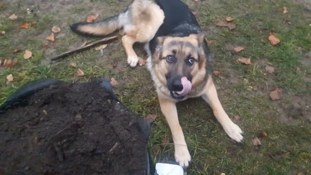 Кто это сделал? смотреть онлайн