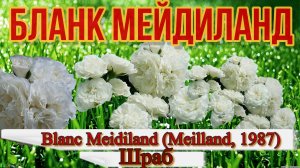 Роза Бланк Мейдиланд (флорибунда) - Blanc Meidiland (Meilland, 1987)