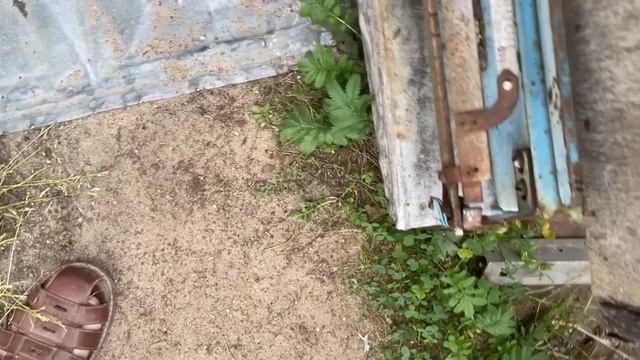 Гибель клеща раз и навсегда смотреть онлайн