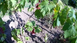 Виноград Оригинал