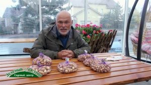 Озимый лук   сорта, посадка, преимущества