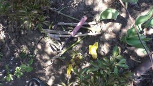 Как я прикапываю веточки яблони для получения корнесобственного саженца