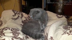 Мой кот Лапик умывается и мурлычет