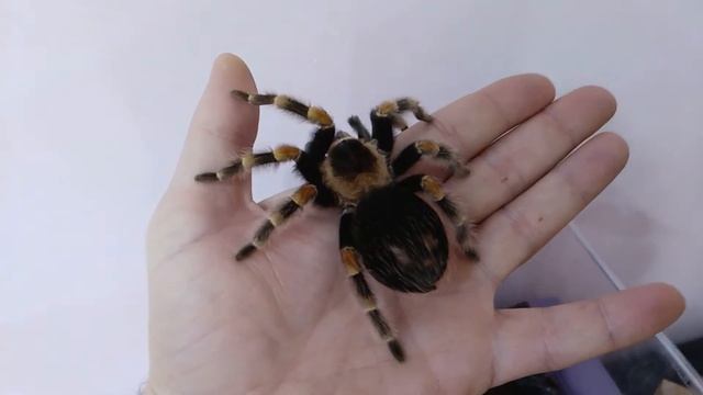 Как брать в руки пауков смотреть онлайн