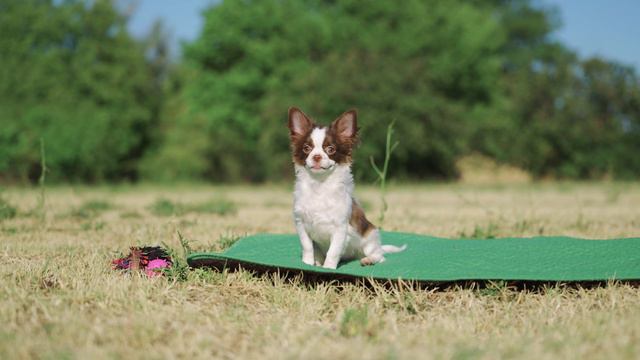 Щенок Чихуахуа мальчик 4 месяца - Продается смотреть онлайн