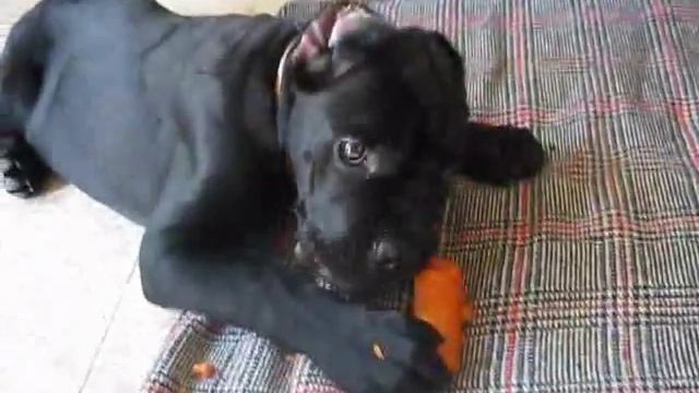 Троша-щеник ест морковку смотреть онлайн