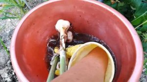 Копаем озимый чеснок сорт Дунганский (видео 9)