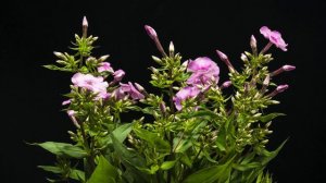 timelapse flox , phlox