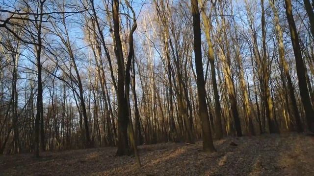 Весна 2020. Карантин. Столетний дуб. смотреть онлайн