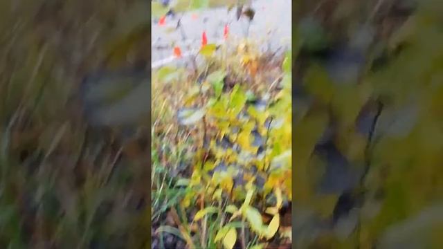 Как я не сдал(с первого раза) экзамен на категорию А смотреть онлайн