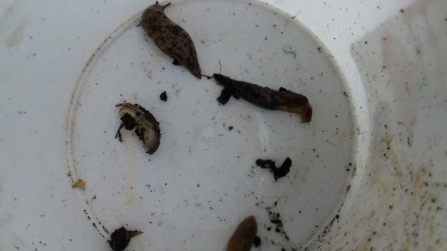 Слизни . Как я борюсь с ними . смотреть онлайн