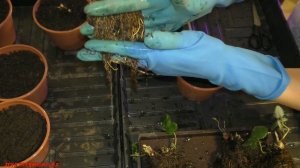Как сохранить саженцы земклуники до высадки в ОГ?!/ #transplantstrawberries #seedlings