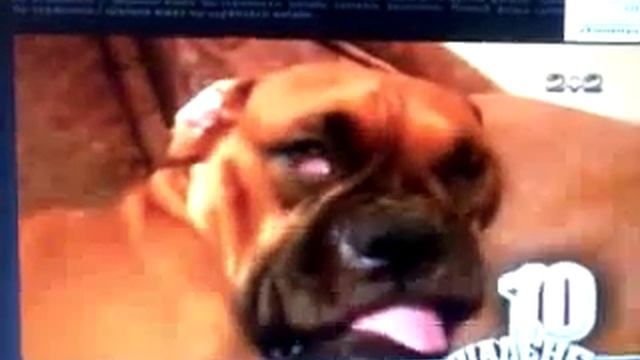 Спящая собака смотреть онлайн