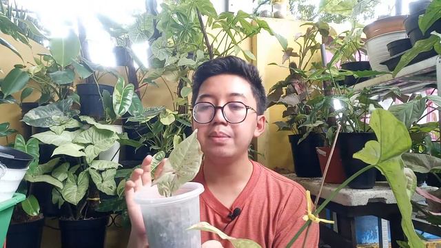 Beda Syngonium Confetti dan Syngonium Milk Confetii ?! #syngonium #aroid #plants смотреть онлайн