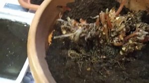 Лечение и пересадка заболевшей Тигровой Бегонии