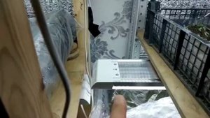 Какие лампы выбрать для рассады?Стоит ли переплачивать за фитолампы./Однолетняя рассада