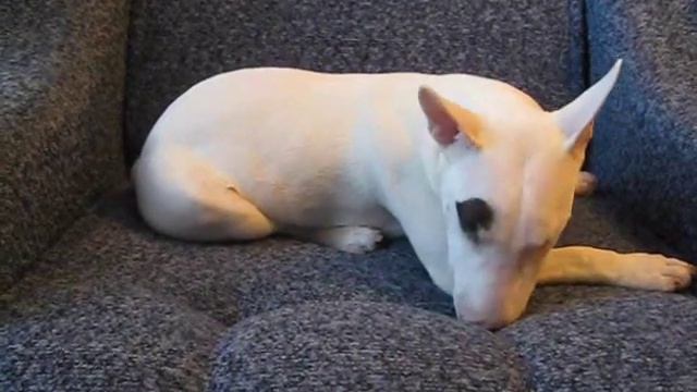 Миниатюрный бультерьер — пылесос | Miniature Bull Terrier