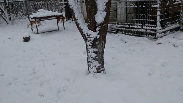 Зимняя СКАЗКА! Дети, собаки, куры все рады снегу! Стаффордширский терьер и питбуль играют в снегу смотреть онлайн