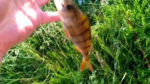 Рыбалка на вдхр Синьково