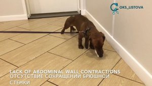 Regurgitation/Регургитация