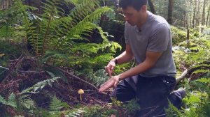 Orange Grisette - Foraging Mushrooms UK (Amanita Crocea)