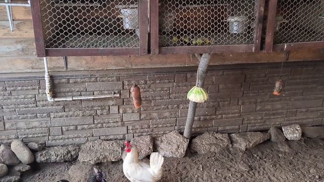 Курятник на даче и наше недельное отсутствие, как там курочки без нас?