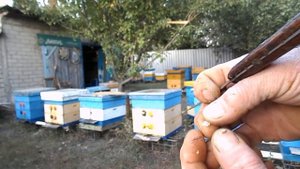 Кристализируется сахарный сироп в рамках