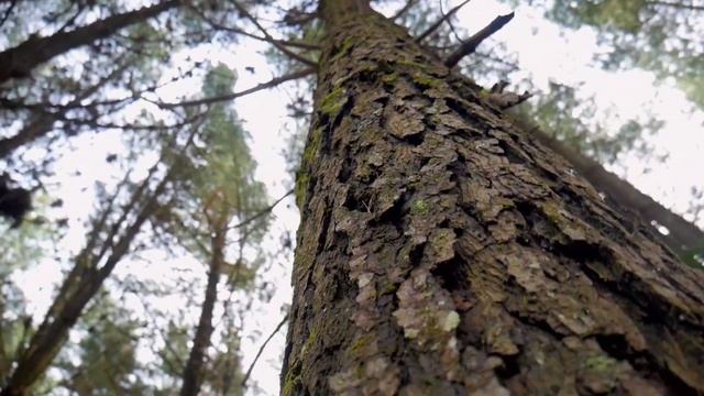 Елена Камбурова - Маленький принц (Караоке) смотреть онлайн