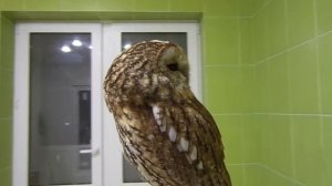 Сова вращает головой на 270 градусов. Крутим серую неясыть))))