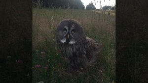 Бородатая неясыть