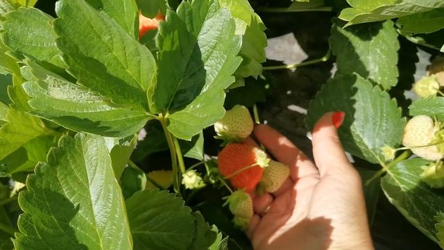 Земляника Элиане восхитительна! смотреть онлайн