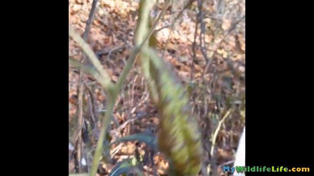 Frost flowers смотреть онлайн