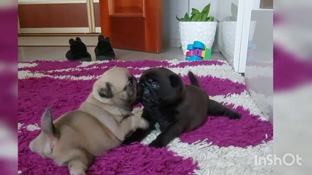 🐶🐶Щенки мопсов. Вы не видели ещё ничего более милого и более жизнерадостного😁🤭