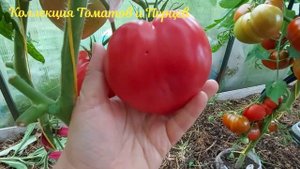 15. ОБЗОР СОРТОВ ТОМАТОВ В ТЕПЛИЦЕ. Август 2023 года.