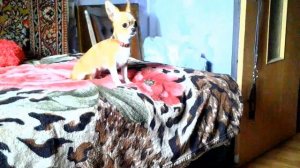 Воспитательный процесс маленькой собачки ❤ The educational process of a small dog. Chihuahua.mp4