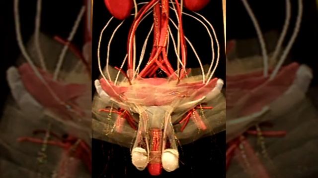 макет пахового канала смотреть онлайн