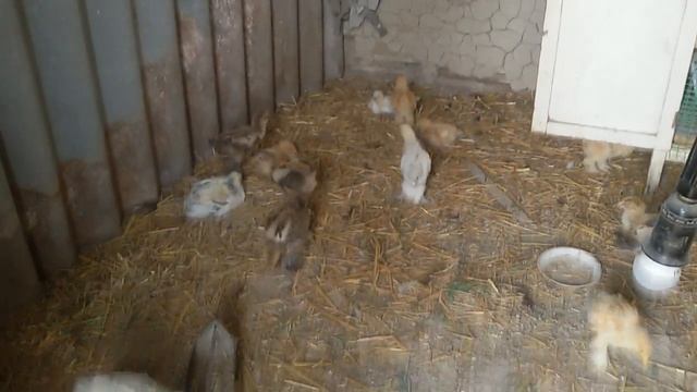 Циплята Брама 1 месяц смотреть онлайн