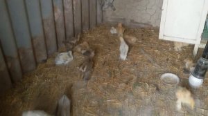 Циплята  Брама 1 месяц