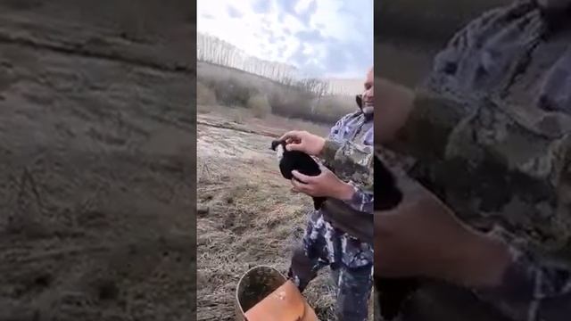 чёрные кряквы