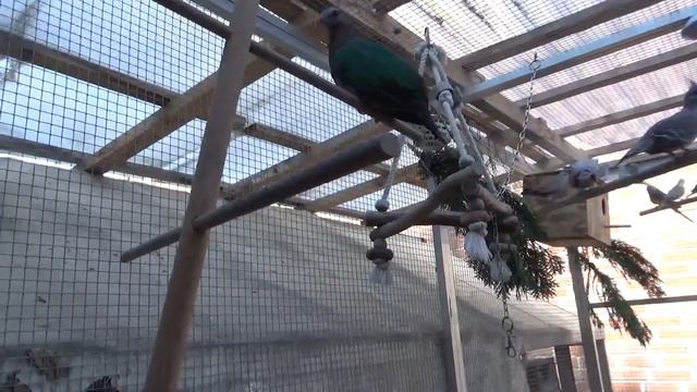 У канарейки появились первые Птенцы