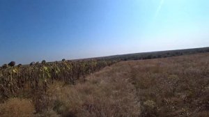 охота на голубя