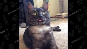 Best classic Cat Memes compilation