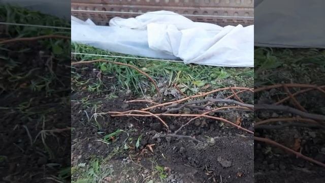 Виноград в Приморском крае! О.Г. Обрезка, формировка и заготовка черенков на 2023 год. 06.11.22г.