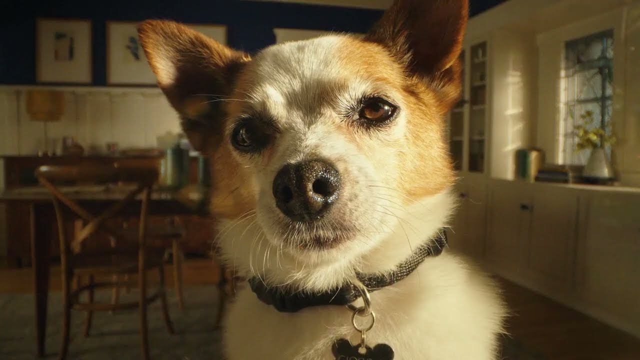 Ральф и Джорджио радуются посылке (SuperBowlLVI Ad по версии Кураж-Бамбей) смотреть онлайн