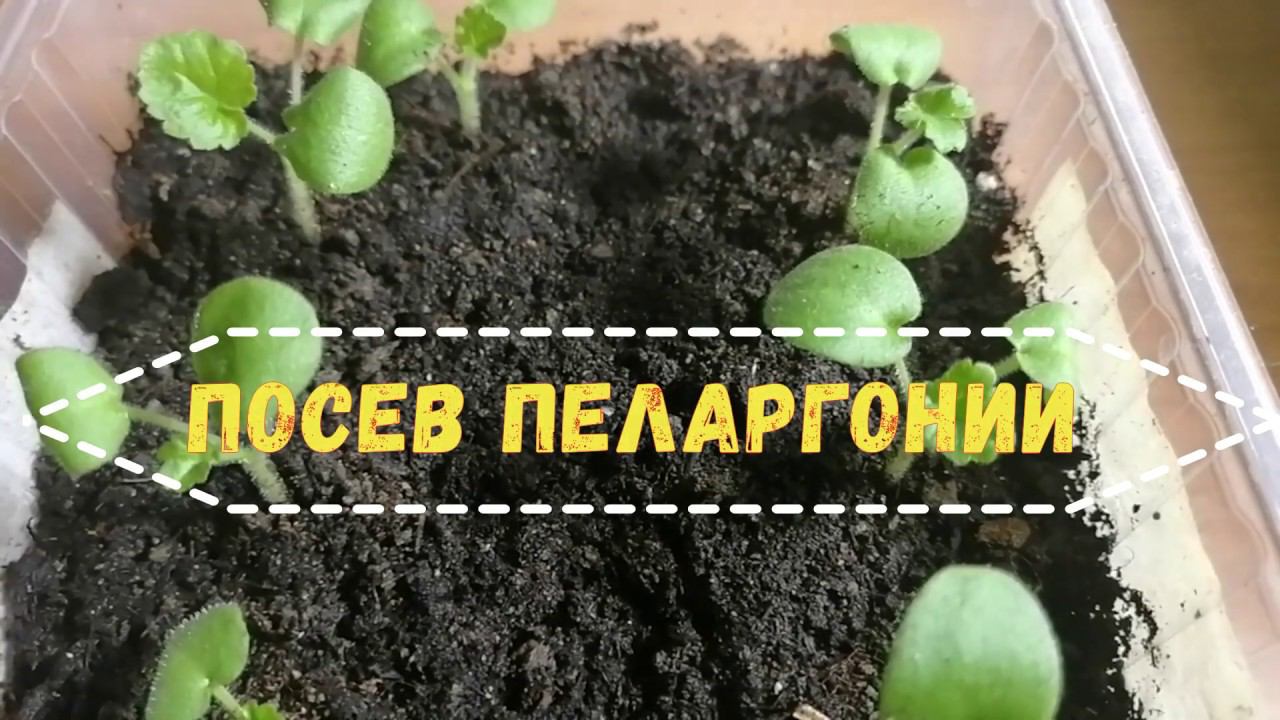 Пеларгония зональная. Как вырастить из семян.Посев.