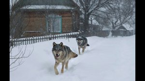 Наблюдение за дикими волками в деревне с вышки [Чернобыльская зона]