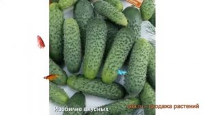 Огурец обыкновенный Веселая семейка F1 ? обзор: как сажать, семена огурца Веселая семейка F1