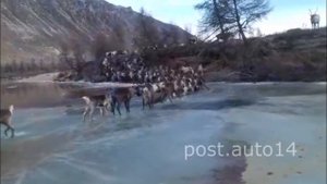 Под Оленями Провалился Лед. Редкое видео с миграцией Диких Оленей. Якутия